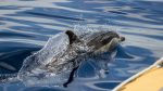 Terra Azul - Guide to the Azores - Whale Watching & Islet Boat Tour