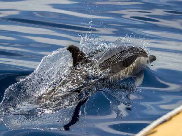Terra Azul - Guide to the Azores - Observação de Baleias e Passeio de Barco ao Ilhéu