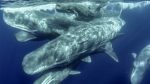 Terra Azul - Guide to the Azores - Whale Watching & Islet Boat Tour