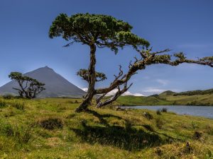 Tripix - Guide to the Azores - Pico Full Day Tour