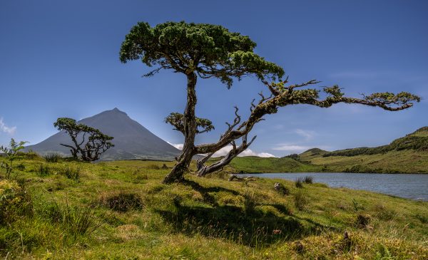 Tripix - Guia dos Açores - Passeio de Meio Dia ao Pico