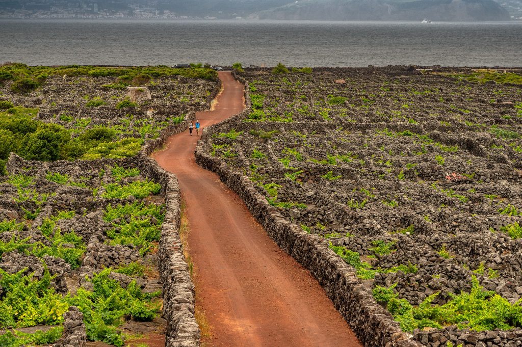 Tripix - Guia dos Açores - Visita de dia inteiro ao vinho