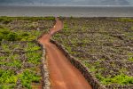 Tripix - Guide to the Azores - Excursion d'une demi-journée à la découverte du vin