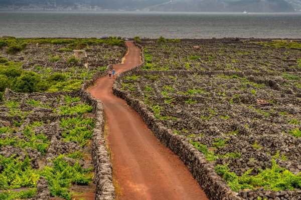 Tripix - Guia dos Açores - Meio dia de Vinho