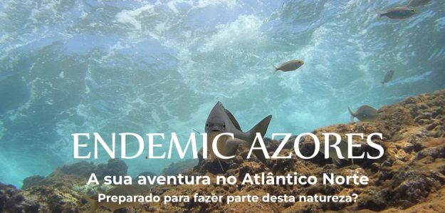 cropped Endemic Guide to the Azores Faial 1