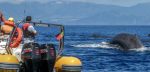 Observation des baleines et excursion en bateau sur l'île – Image 7