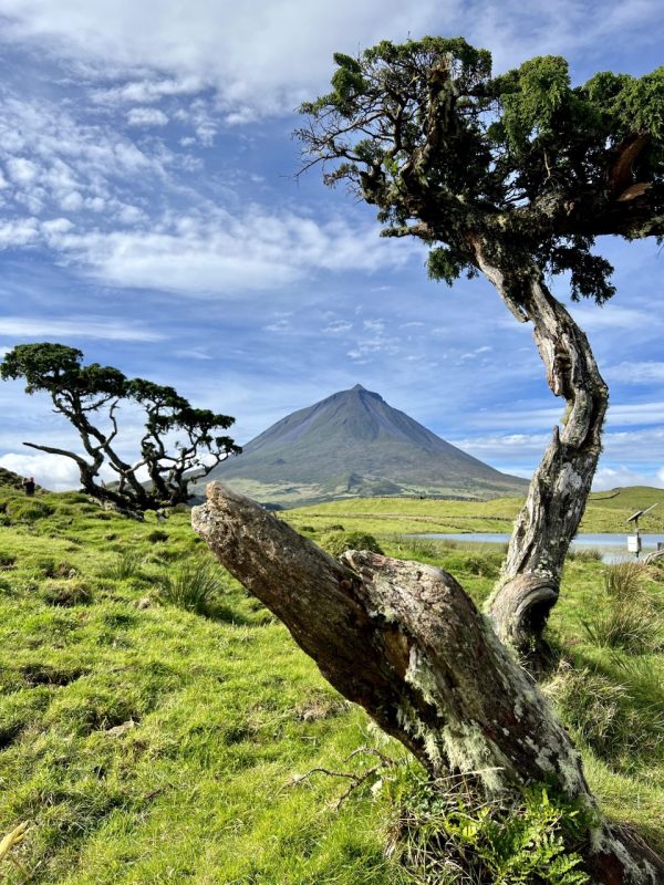 Excursão de dia inteiro ao Pico com prova de vinhos - Hominis Natura - Guia dos Açores