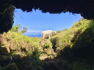 Half Day Volcanic Tour of Pico - Hominis Natura - Guide to the Azores