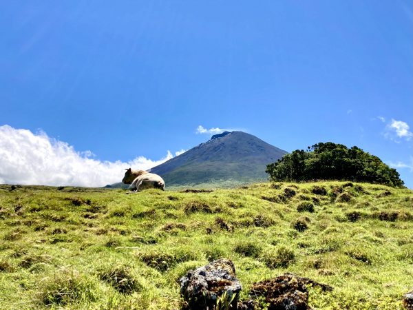 Excursão vulcânica de meio dia ao Pico - Hominis Natura - Guia dos Açores