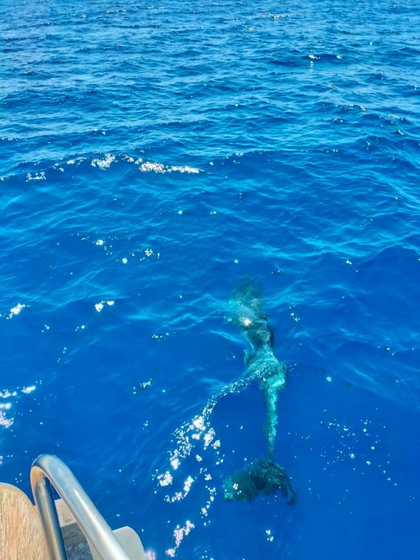 Escursioni in barca a vela - Gita in barca a vela privata di un giorno intero - Sao Miguel - Guida delle Azzorre IX