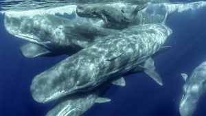 Whale Watching in the Azores - Guide to the Azores