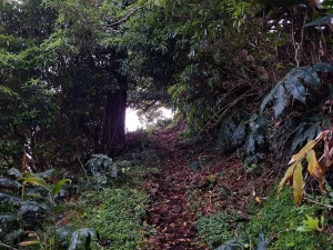 Escursione sulla costa orientale dei Pico-Tripix-Guidetotheazores