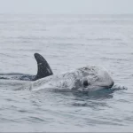 Faial Whale Watching-Tripix-Guidetotheazores