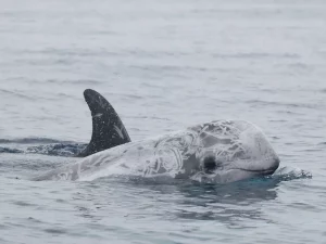 Faial Whale Watching-Tripix-Guidetotheazores