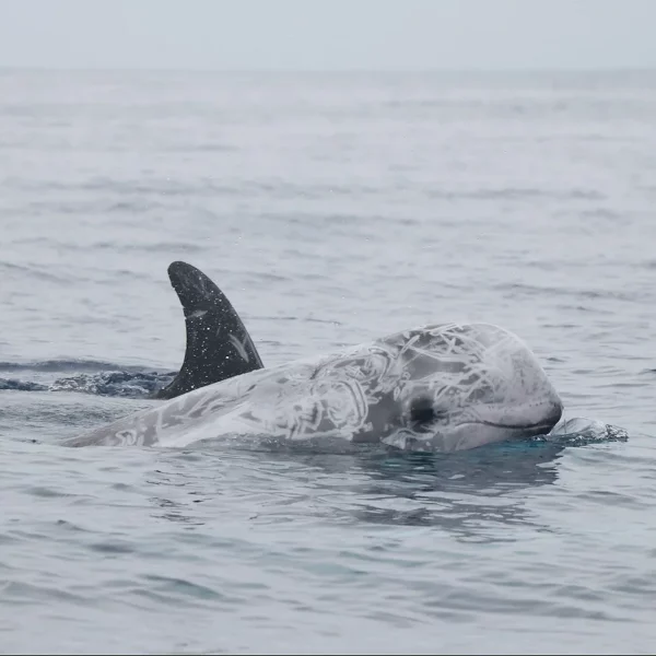 Faial Whale Watching-Tripix-Guidetotheazores