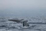 Faial Whale Watching-Tripix-Guidetotheazores