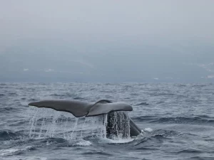 Faial Whale Watching-Tripix-Guidetotheazores