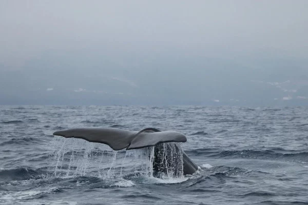 Faial Whale Watching-Tripix-Guidetotheazores