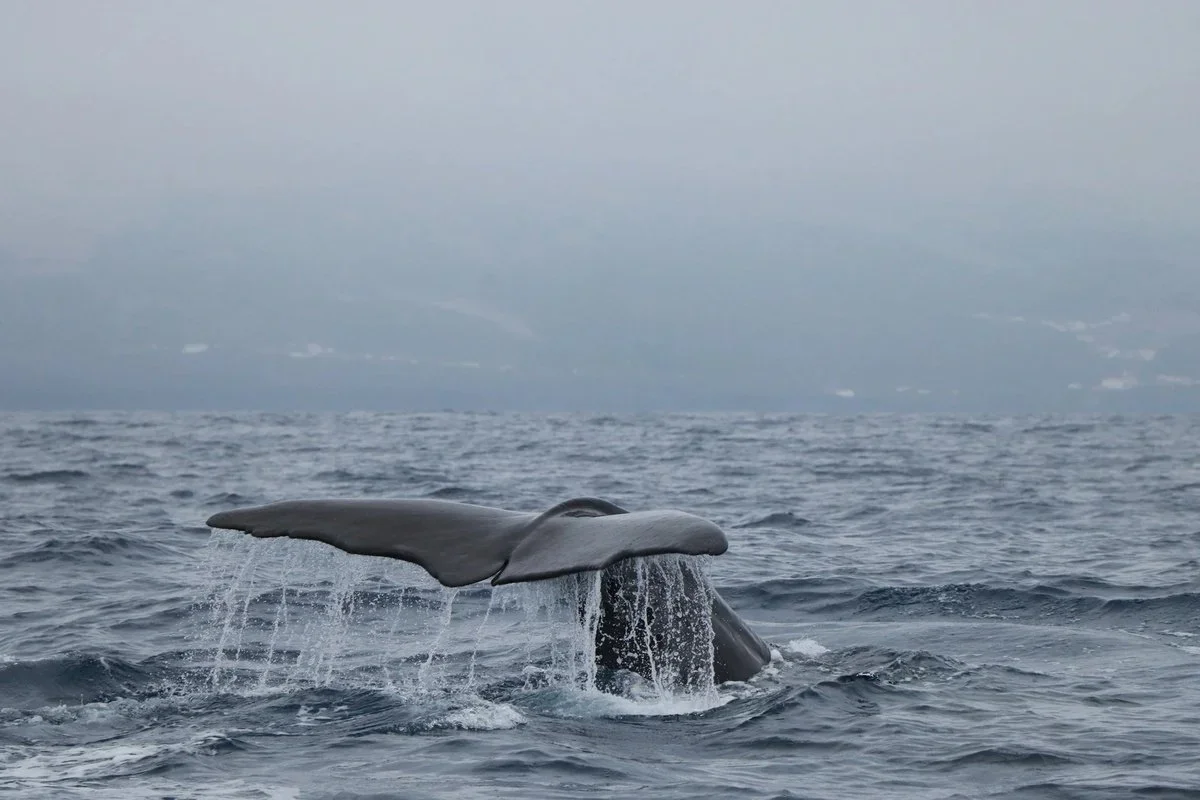 Observação de baleias no Faial1 Faial Whale Watching-Tripix-Guidetotheazores