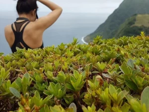 Nordeste - Giornata intera nella natura selvaggia - Guida per i Nazisti