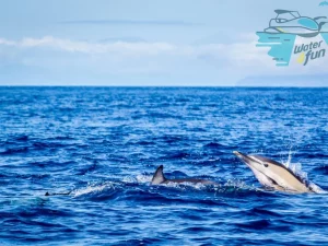 Swimming with Dolphins-Water4fun-Guidetotheazores