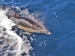 Swimming with Dolphins-Water4fun-Guidetotheazores