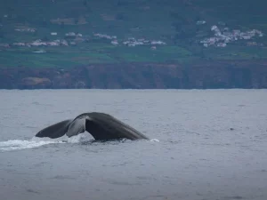 Whale Watching Ilha Terceira-Water4fun-Guidetotheazores