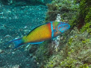 Dive baptism-Norberto Diver-Guidetotheazores