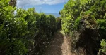Agualva Bays Walking Trail - Terceira Island-Azoresnaturetours-Guidetotheazores