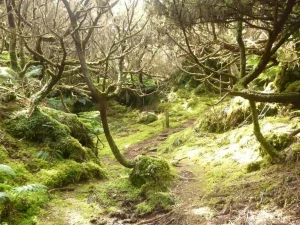 Trilho Pedestre dos Mistérios Negros - Ilha Terceira-Azorespasseios na natureza-Guia dos Açores