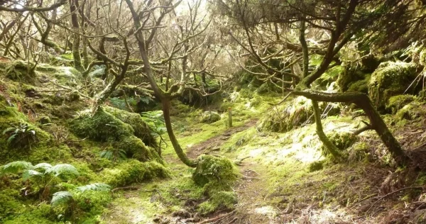 Mistérios Negros Walking Trail – Terceira Island-Azoresnature tours-Guidetotheazores