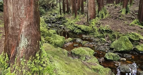 VAN TOUR (Half Day) – Underground – Terceira Island_azoresnaturetour-Guidetotheazores